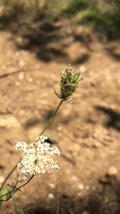 Daucus
