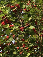 Malus baccata baccata
