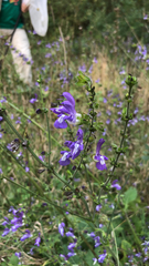 Salvia forskaehlei