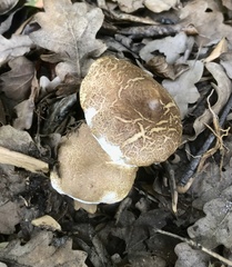 Chalciporus piperatus