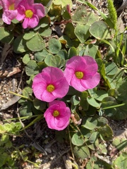 Oxalis purpurea