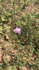 Scabiosa