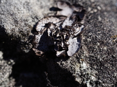 Dermatocarpon miniatum