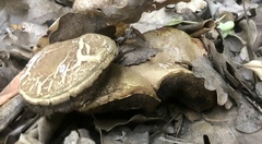 Chalciporus piperatus