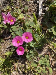 Oxalis purpurea