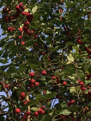 Malus baccata baccata