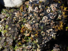 Placidium squamulosum