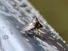 Alcimocoris coronatus