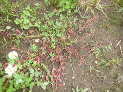 Persicaria minor