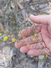 Acacia brownii