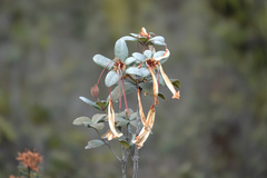 Rhododendron