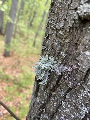 Evernia