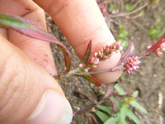 Persicaria minor