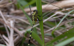 Orthetrum serapia