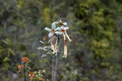 Rhododendron