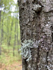 Evernia