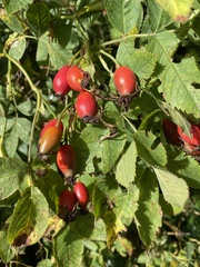 Rosa canina