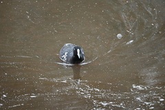 Fulica atra australis