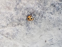 Hippodamia parenthesis