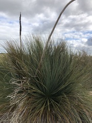 Xanthorrhoea caespitosa