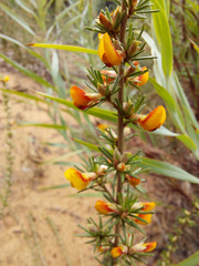 Pultenaea