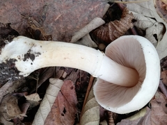 Agaricus sylvicola