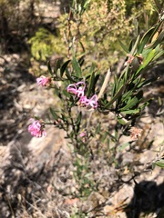 Grevillea sericea