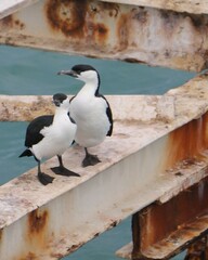 Phalacrocorax fuscescens