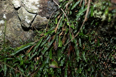 Grammitis stenophylla