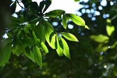 Schima superba superba