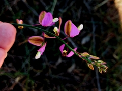 Polygala garcinii