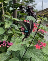 Papilio bianor