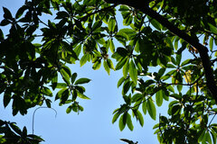 Schima superba superba