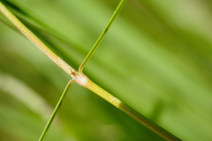 Scleromitrion brachypodum