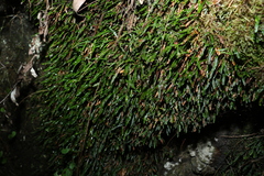 Grammitis stenophylla