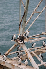 Phalacrocorax varius