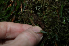 Grammitis stenophylla