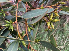 Eucalyptus incrassata