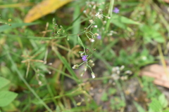 Cyanthillium cinereum