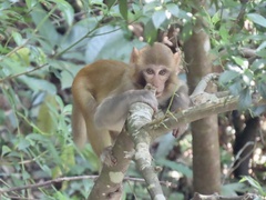 Macaca mulatta