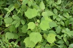 Triumfetta rhomboidea