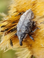 Larinus pollinis