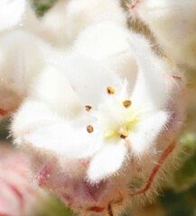Commersonia densiflora