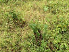 Helianthus silphioides