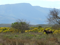 Damaliscus pygargus pygargus