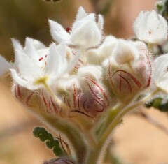 Commersonia densiflora