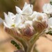 Commersonia densiflora - Photo (c) overlander (Gerald Krygsman),  זכויות יוצרים חלקיות (CC BY-NC), הועלה על ידי overlander (Gerald Krygsman)