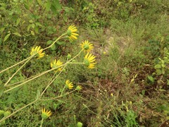 Helianthus silphioides