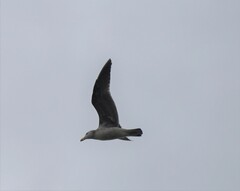 Larus pacificus