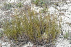 Artemisia salsoloides